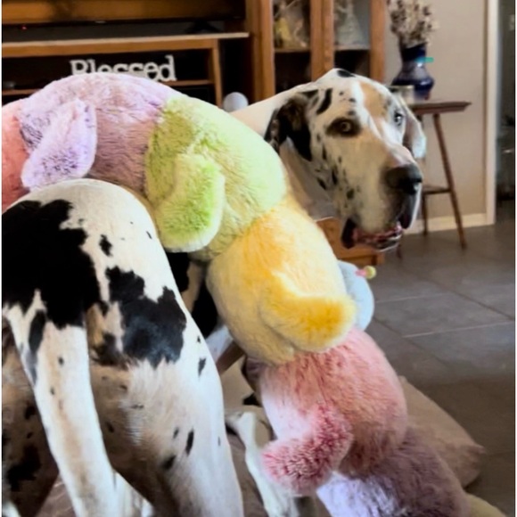 Meet your Posher, Denise - Picture 6 of 16